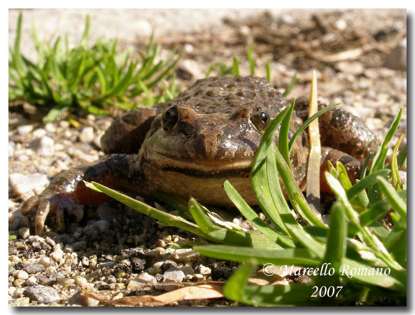 Incontro con il discoglosso dipinto (Discoglossus pictus)